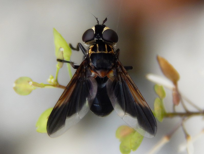 Identificazione